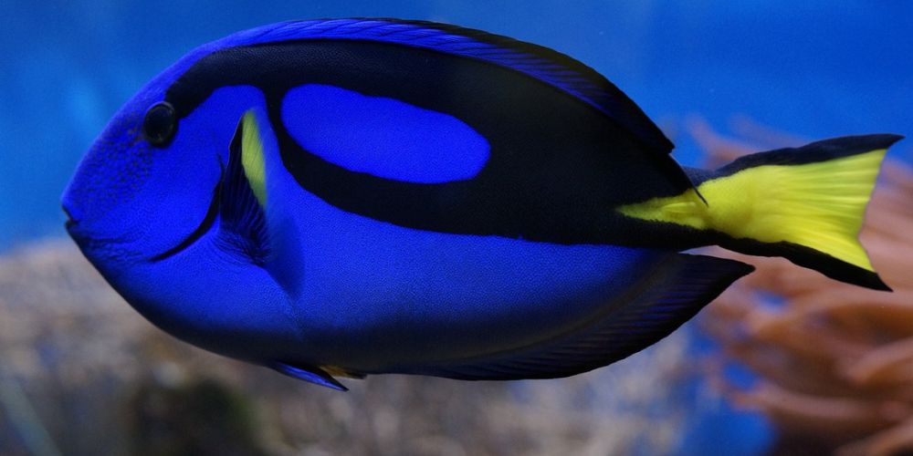 アクアリウムや水槽の塩素濃度